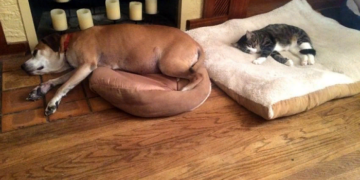 Как показать собаке кто в доме хозяин