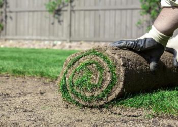 Газон в рулоне отличный вариант для дачи