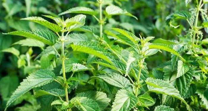 Полезные свойства крапивы