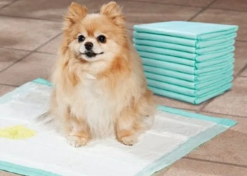 Назначение, виды и выбор гигиенических пеленок для собак