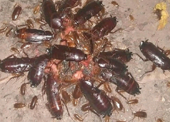 Способы и правила уничтожения тараканов в квартире