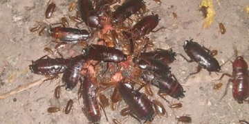 Способы и правила уничтожения тараканов в квартире