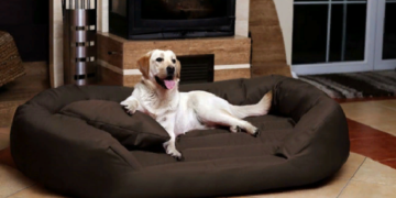 Как выбрать лежак для большой собаки и советы