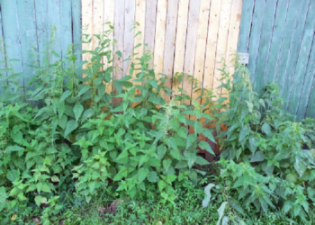 Как бороться с сорняками на даче и рекомендации