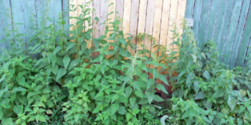 Как бороться с сорняками на даче и рекомендации