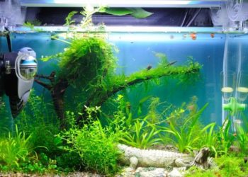 Внешний фильтр для аквариума: необходимость использования устройства