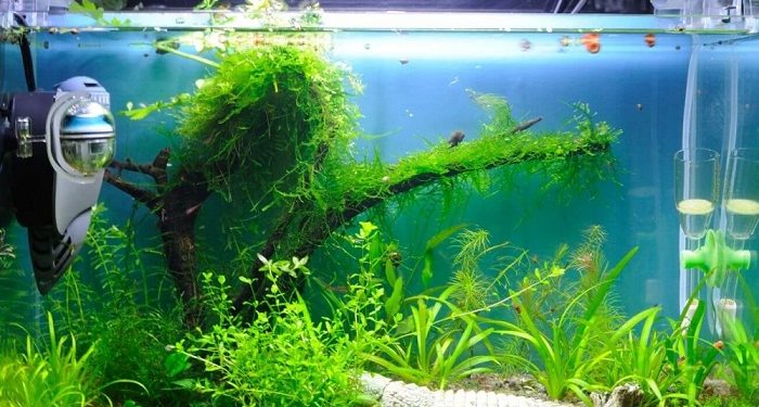 Внешний фильтр для аквариума: необходимость использования устройства