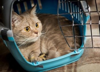 Общие требования и советы по выбору переноски для кошки