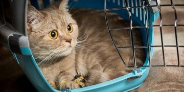 Общие требования и советы по выбору переноски для кошки