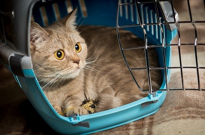 Переноска для кошек: базовые требования и критерии выбора