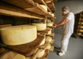 Производство сыра: технология и последовательность этапов