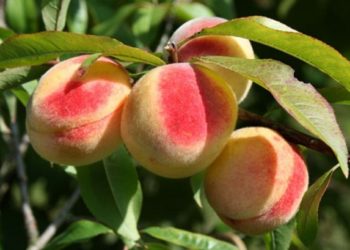 Как самостоятельно вырастить персик: правила и этапы процесса