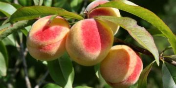 Как самостоятельно вырастить персик: правила и этапы процесса
