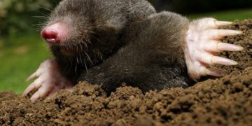 Типичный рацион кротов в дикой среде: чем кормить зверя?