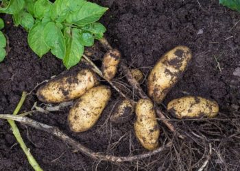 Картофель Гранада: достоинства продукта и правила выращивания