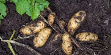 Картофель Гранада: достоинства продукта и правила выращивания