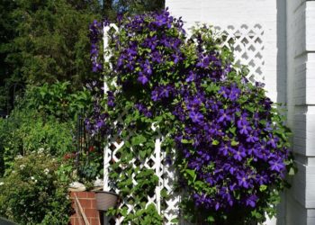 Клематисы на дачном участке: как посадить и как правильно ухаживать?