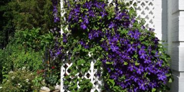 Клематисы на дачном участке: как посадить и как правильно ухаживать?