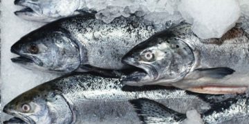 Как заготавливается свежемороженная рыба и как правильно она хранится?