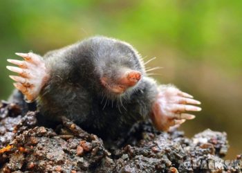 Уничтожение кротов на дачном участке: методы и средства