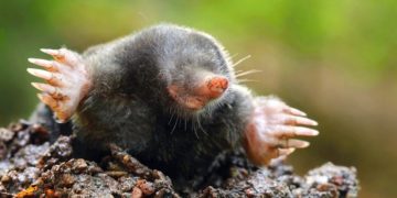 Уничтожение кротов на дачном участке: методы и средства