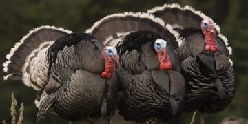 Правила выращивания индюков: нюансы кормления и способы содержания