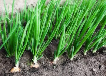 Лук севок: правила посадки, особенности ухода и прочие нюансы выращивания