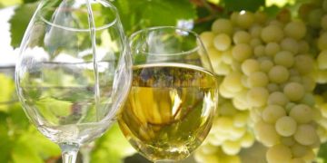 Характерные черты рислинга и технология производства вина