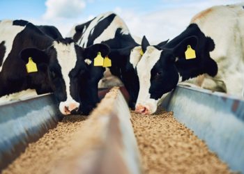 Основные составляющие качественного комбикорма для коровы