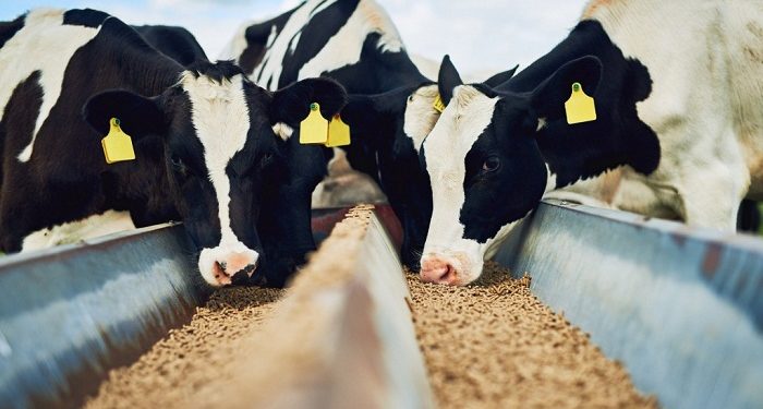 Основные составляющие качественного комбикорма для коровы