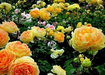 Выращиваем английские розы на даче: правила и секреты садоводов