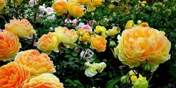 Выращиваем английские розы на даче: правила и секреты садоводов