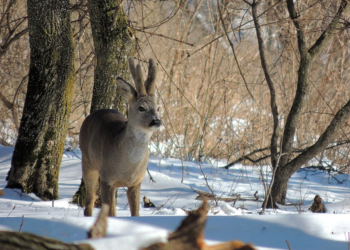 Манок на косулю: что это и правила применения