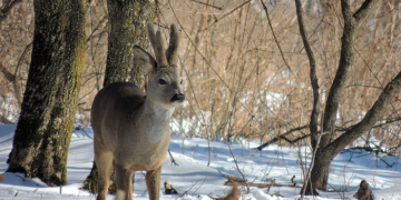 Манок на косулю: что это и правила применения