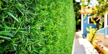 Правила и этапы установки зеленого забора в доме