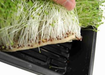 Выращивание микрозелени и выбор ковриков