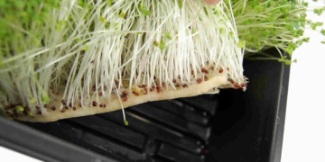 Выращивание микрозелени и выбор ковриков