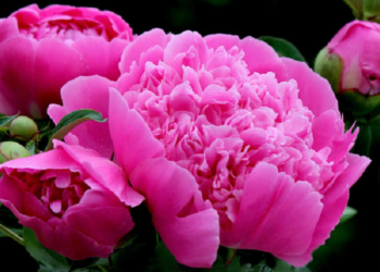 Пионы на дачном участке: способы и правила выращивания