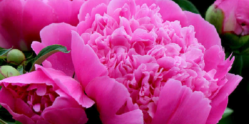 Пионы на дачном участке: способы и правила выращивания