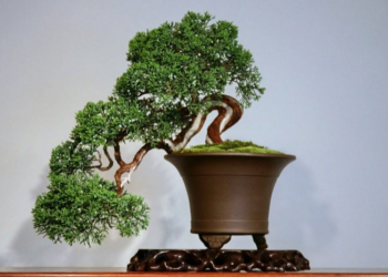 Как вырастить дерево бонсай и основные советы