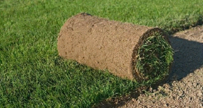 Технология укладывания газона своими руками