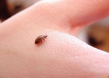 Особенности и основные этапы борьбы с клопами в квартире