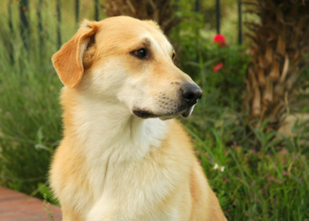 Как выбрать средства от глистов для собак и их виды