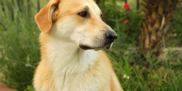 Как выбрать средства от глистов для собак и их виды