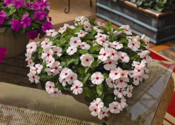 Описание винки ампельной и правила ухода за ней