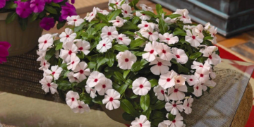 Описание винки ампельной и правила ухода за ней