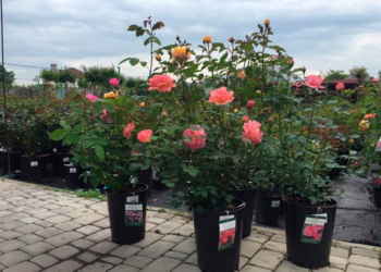 Правила посадки саженцев роз и несколько советов