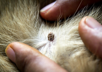 Захист домашніх тварин від бліх та кліщів