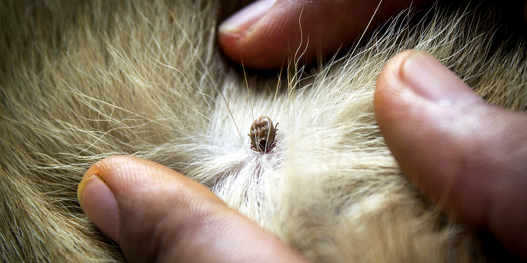 Захист домашніх тварин від бліх та кліщів