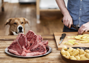 Какое выбрать мясо для собак и некоторые рекомендации